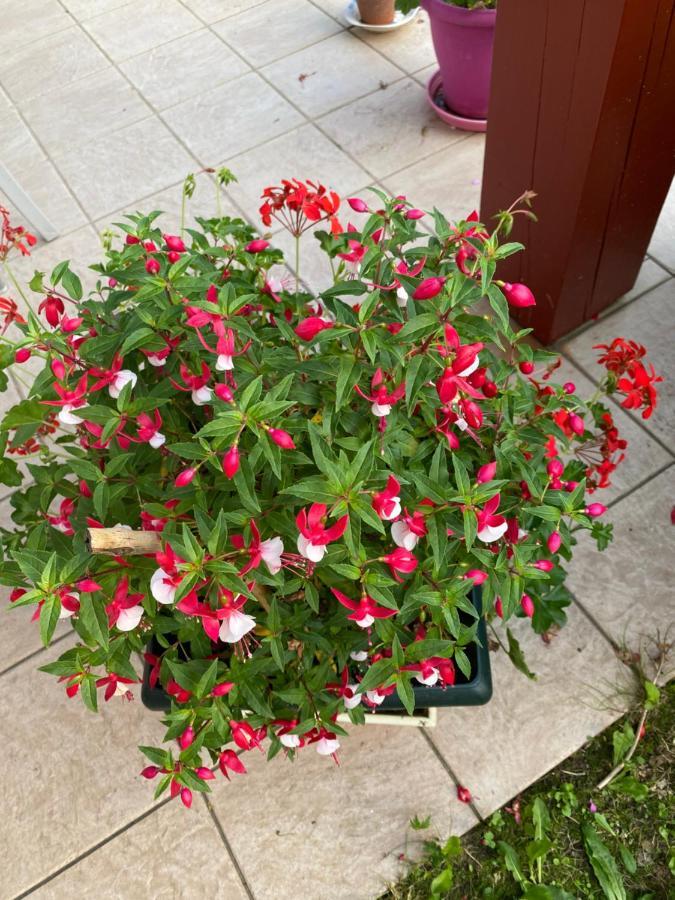 Ilargi Argi Bed & Breakfast Saint-Pee-sur-Nivelle Luaran gambar
